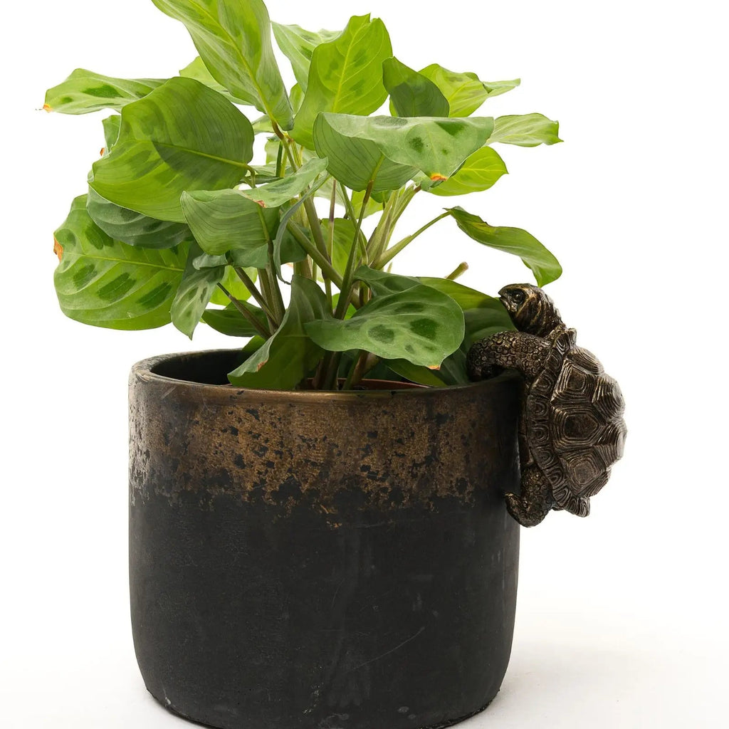 Tortoise Underfoot — Bronze Tortoise Pot Hanger